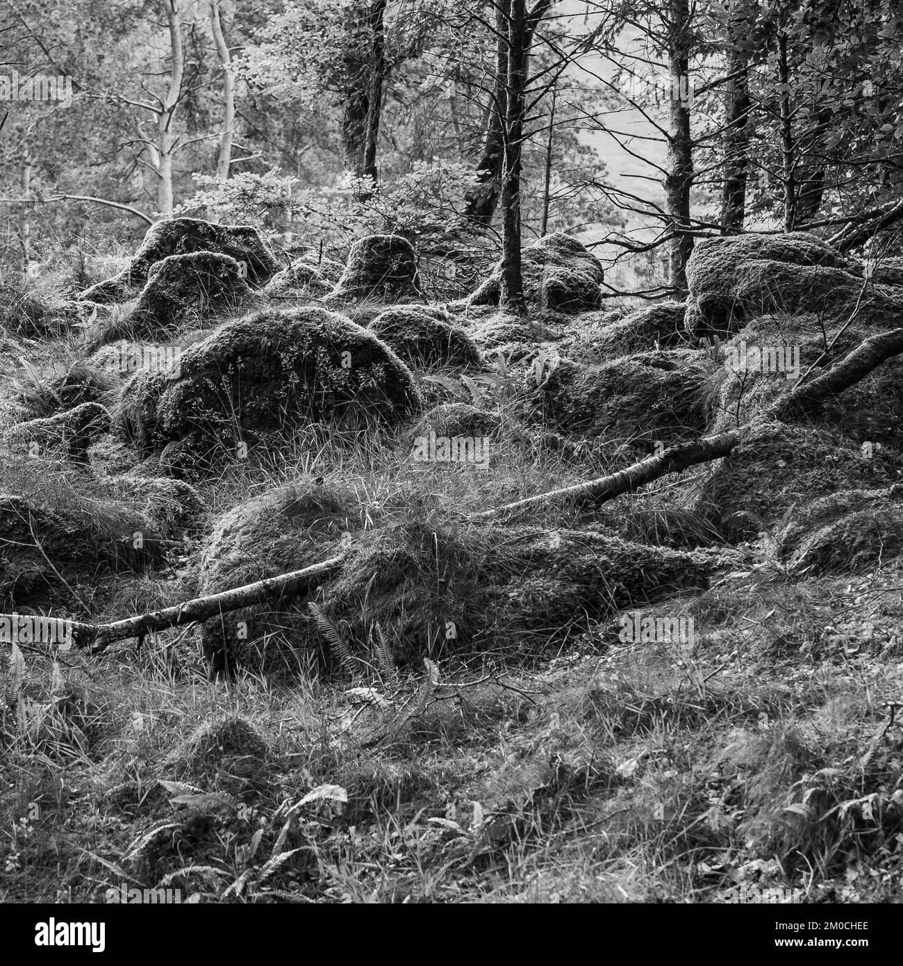 Une échelle de gris d'une forêt avec un arbre tombé sur les énormes rochers couverts en herbe Banque D'Images