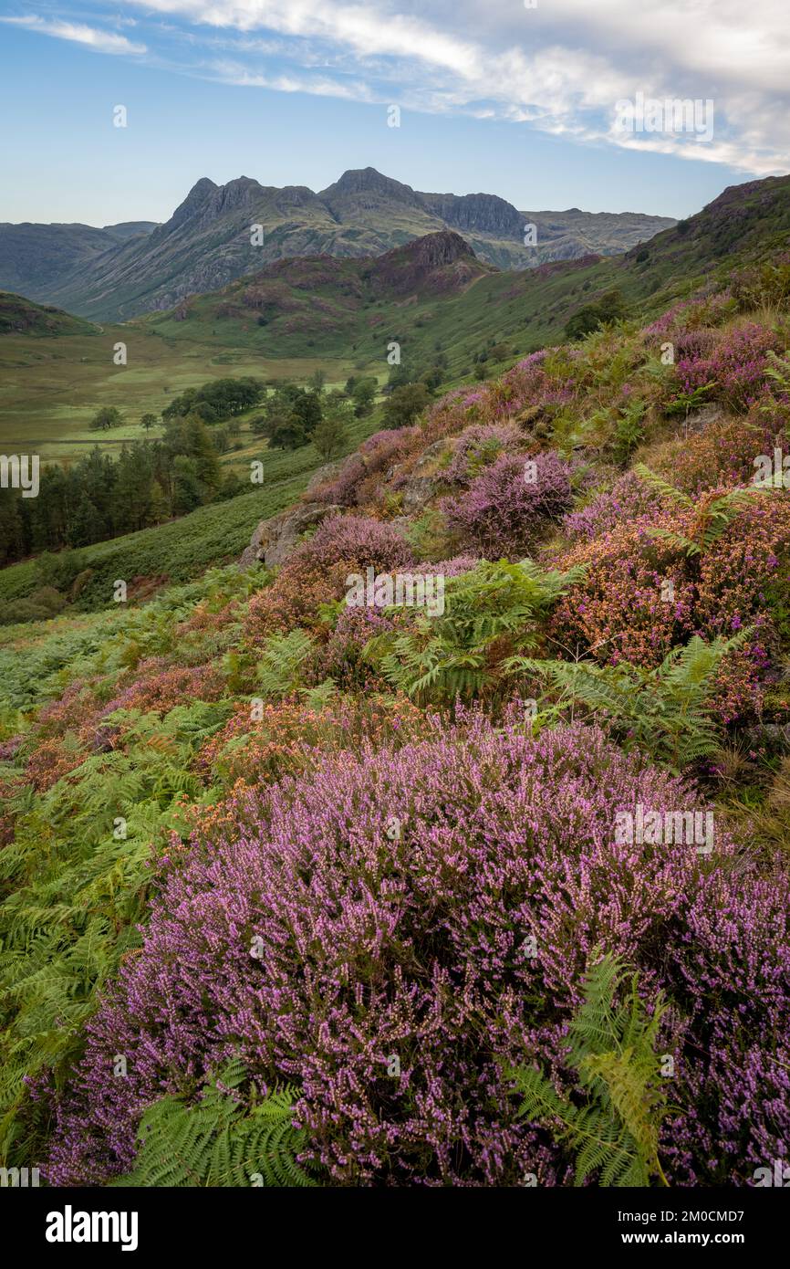 Heather sur les pentes de Lingmoor avec les Langdale Pikes derrière Banque D'Images