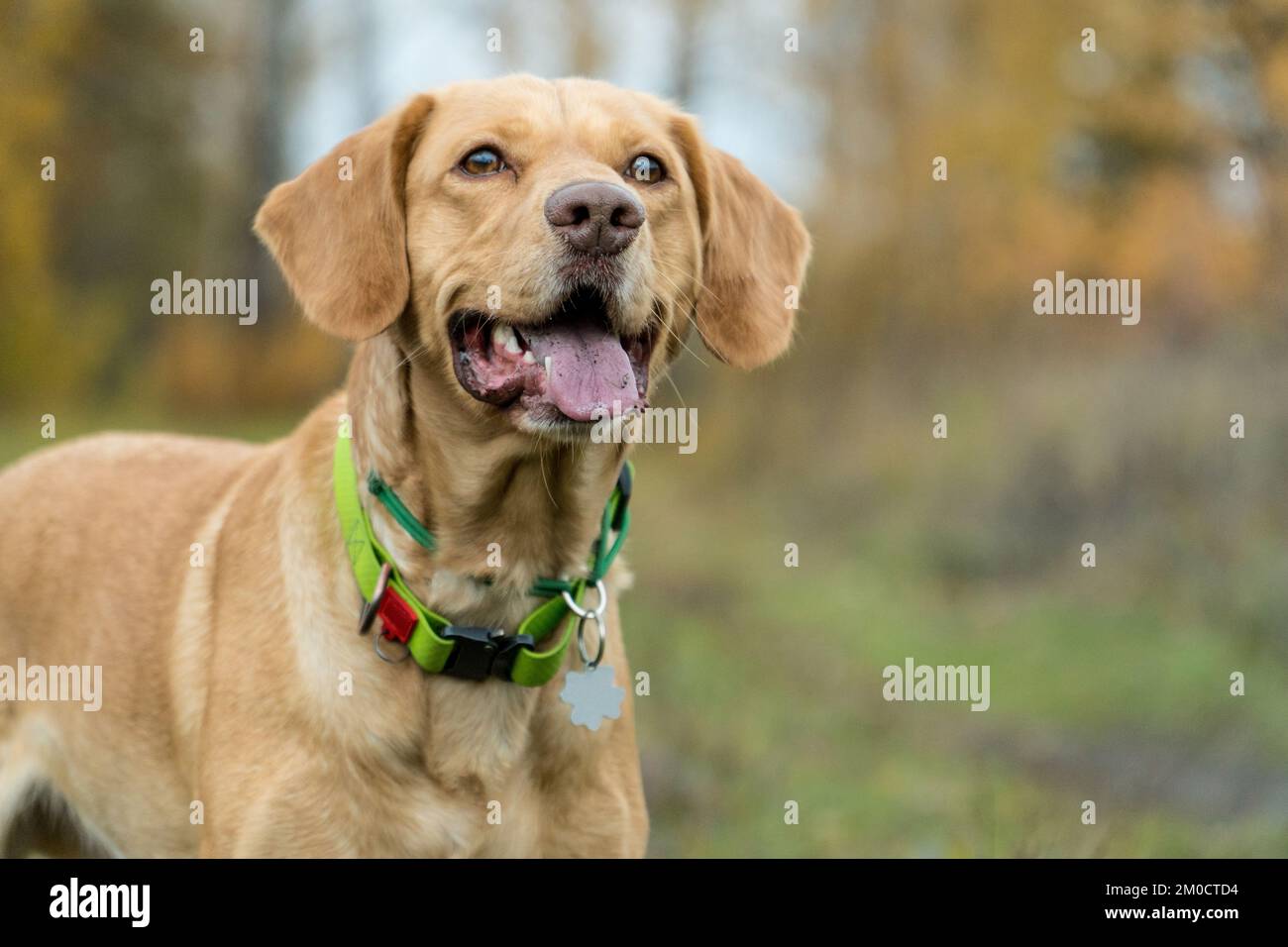 Portrait d'un chien en forme de foxy de race mixte dans la forêt en automne. Concept d'animaux de compagnie adopté. La pelouse. Chiens heureux jouant à l'extérieur. Banque D'Images