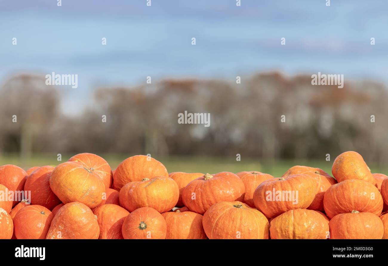 Image détaillée d'un groupe de citrouilles Banque D'Images