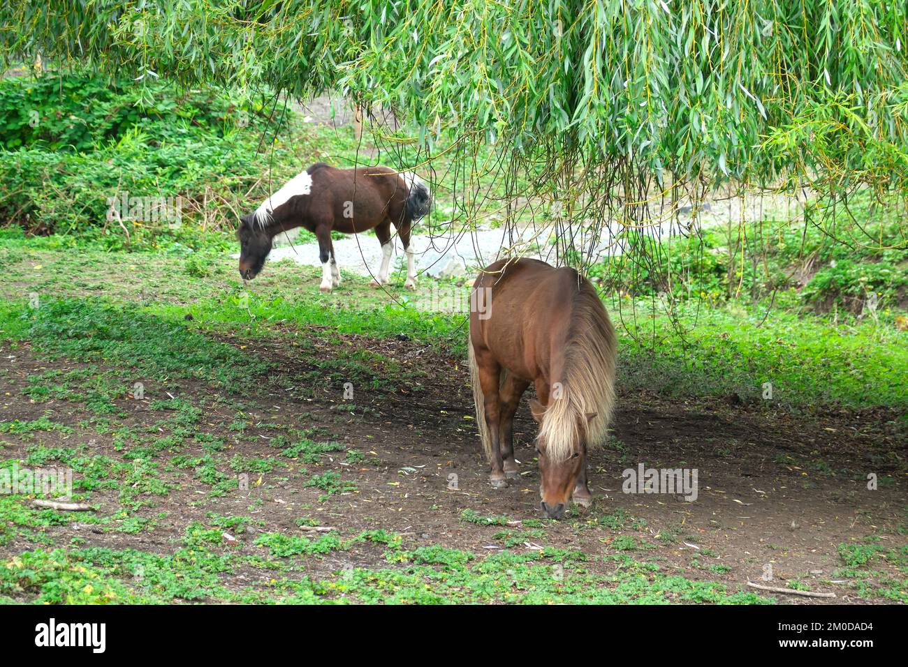 Étangs de Shetland (Equus caballus) - un châtaigne de Flaxen et un poney de Skewbald qui bissent sous un saule pleureux. Banque D'Images
