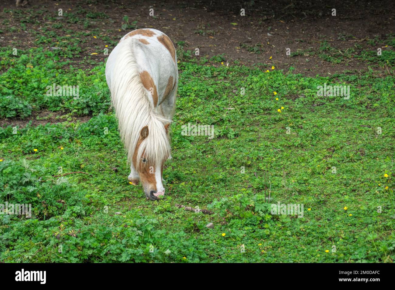 Poney de Shetland de Skewbald (Equus caballus) qui broutage dans un pâturage. Banque D'Images