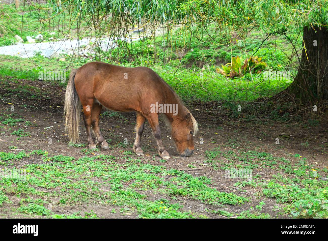 Un poney de Shetland (Equus caballus) à la châtaigne de Flaxen qui broutage sous un saule pleureux. Banque D'Images