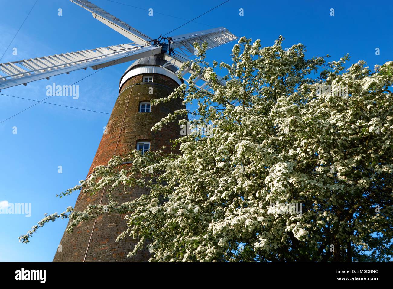 Arbre en fleur devant un ancien moulin à vent à Stansted MountFitchet, Essex, Royaume-Uni Banque D'Images