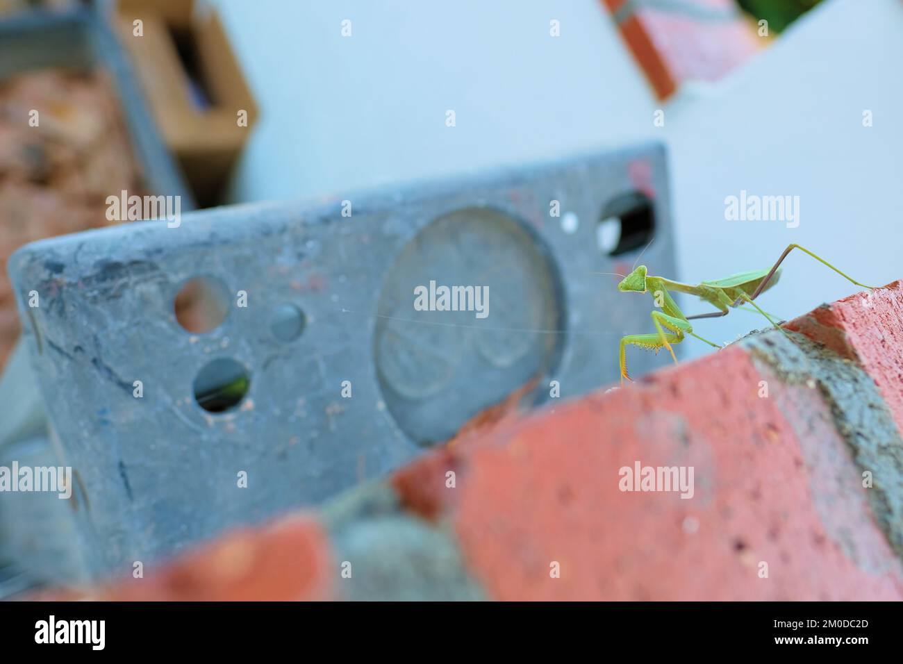 Mantis de prière sur un mur de brique dans une maison extérieure avec échelle en arrière-plan; mantid vert. Banque D'Images