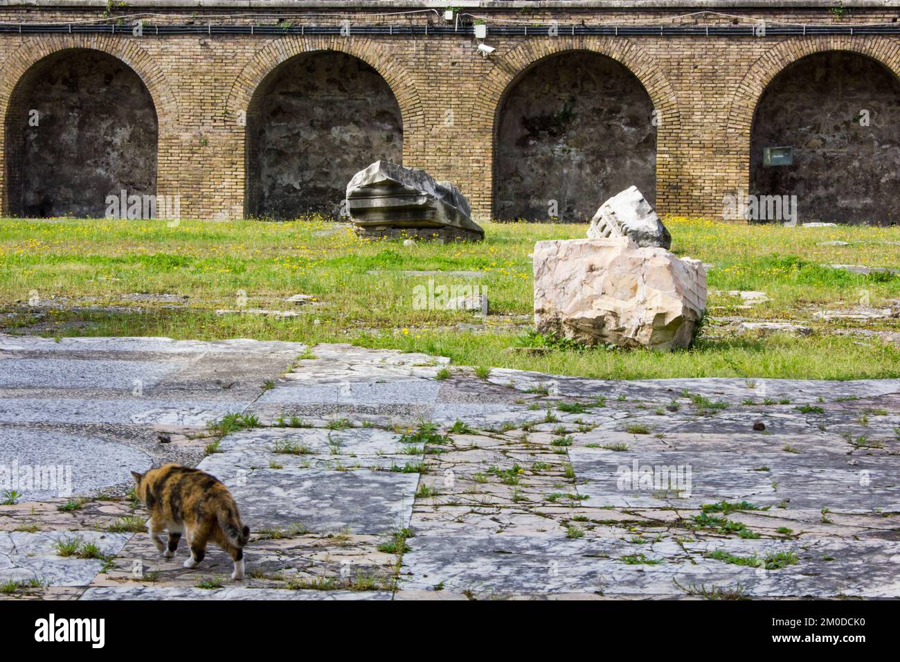 Un chat romain revenant dans le temps pour explorer certains du Forum impérial de Rome, qu'il ou elle pourrait ou non appeler à la maison. Banque D'Images