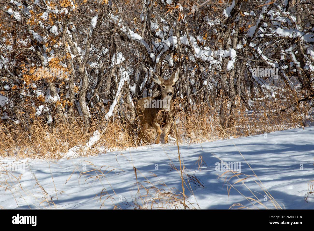 Cerf mulet sur le sentier de randonnée du parc national de Roxborough, dans le Colorado Banque D'Images