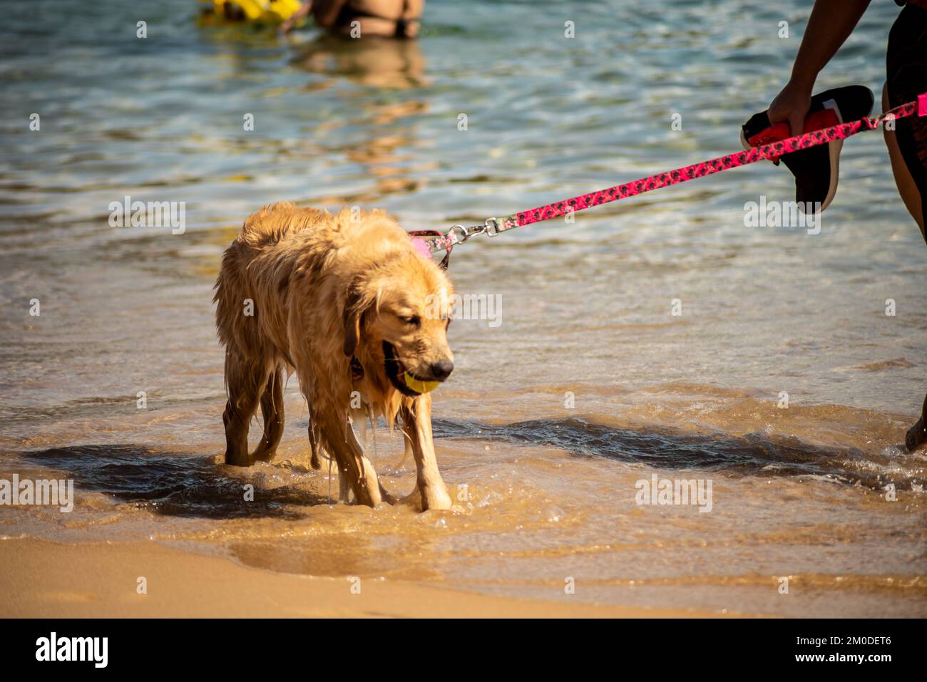 Salvador, Bahia, Brésil - 04 juin 2022 : promenades en chiens sur le sable de la plage de Porto da Barra à Salvador, Bahia. Banque D'Images