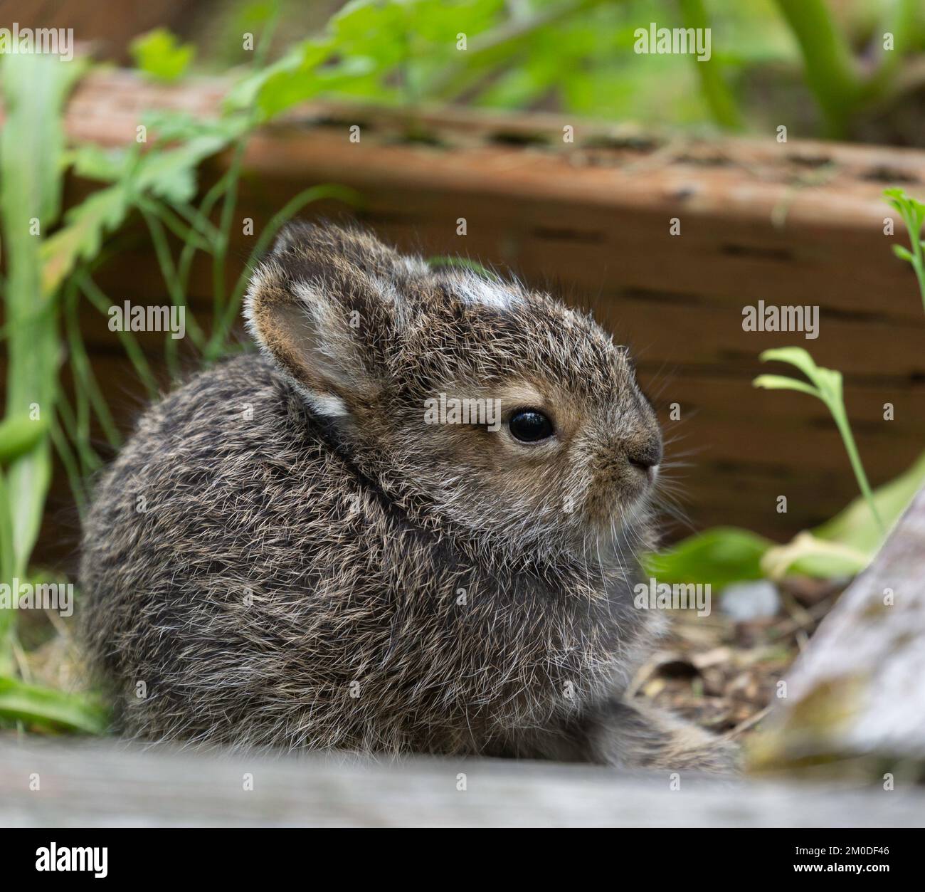 Bébé Snowshoe Lièvre hors du nid. Banque D'Images