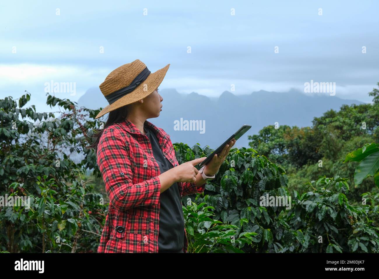 Agriculteur asiatique moderne utilisant une tablette numérique et vérifiant les grains de café mûrs dans une plantation de café. Application de la technologie moderne dans la culture agricole ac Banque D'Images Agriculteur asiatique moderne utilisant une tablette numérique et vérifiant les grains de café mûrs dans une plantation de café. Application de la technologie moderne dans la culture agricole ac Banque D'Images
