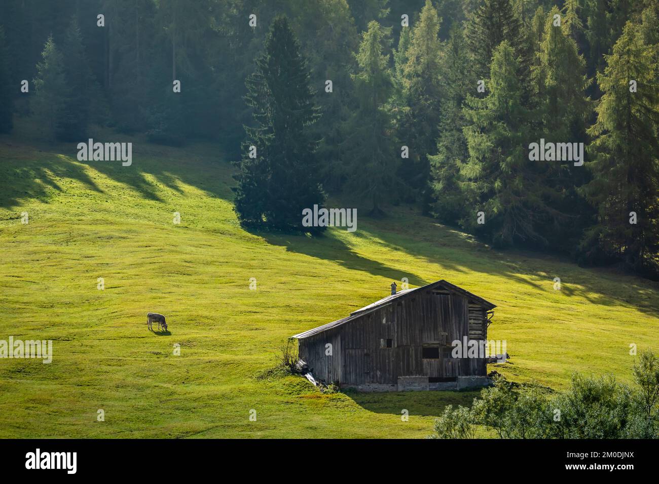Alpes suisses bernoises et ferme alpine avec vache solitaire, Suisse Banque D'Images