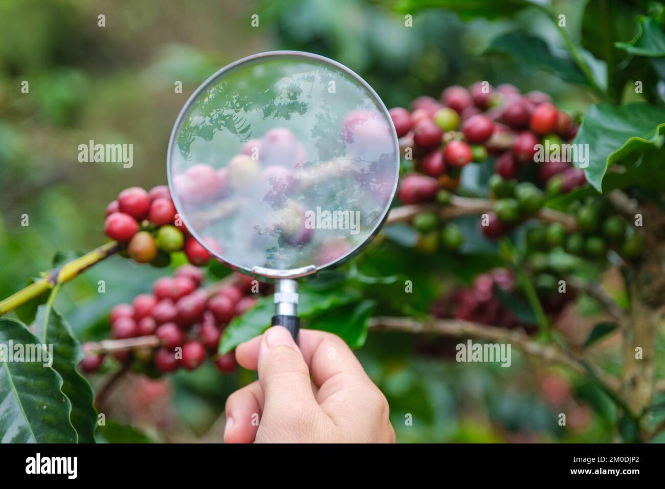 Coupe courte de fermier moderne tenant une loupe regardant les grains de café sur la plante et examinant les grains de café mûrs sur le champ de café pla Banque D'Images