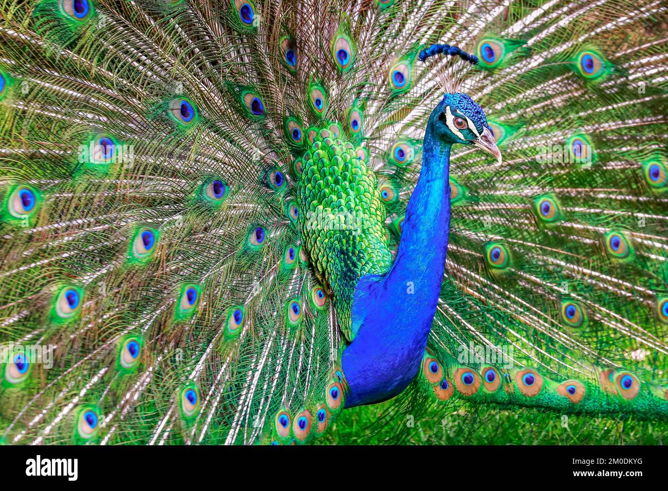 Magnifique paon bleu avec plumes bronzé Banque D'Images