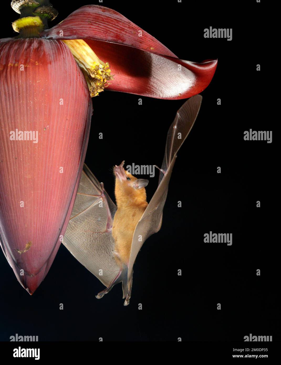 Chauve-souris à nectar d'orange (Lonchophylla robusta) se nourrissant de fleurs de Banana, péninsule d'Osa, Puntarenas, Costa Rica. Banque D'Images