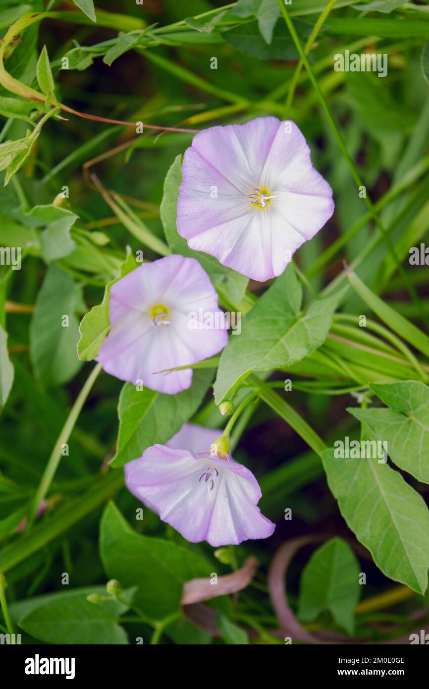 Bindweed de champ ou Convolvulus arvensis ou Bindweed européen ou Jenny ...