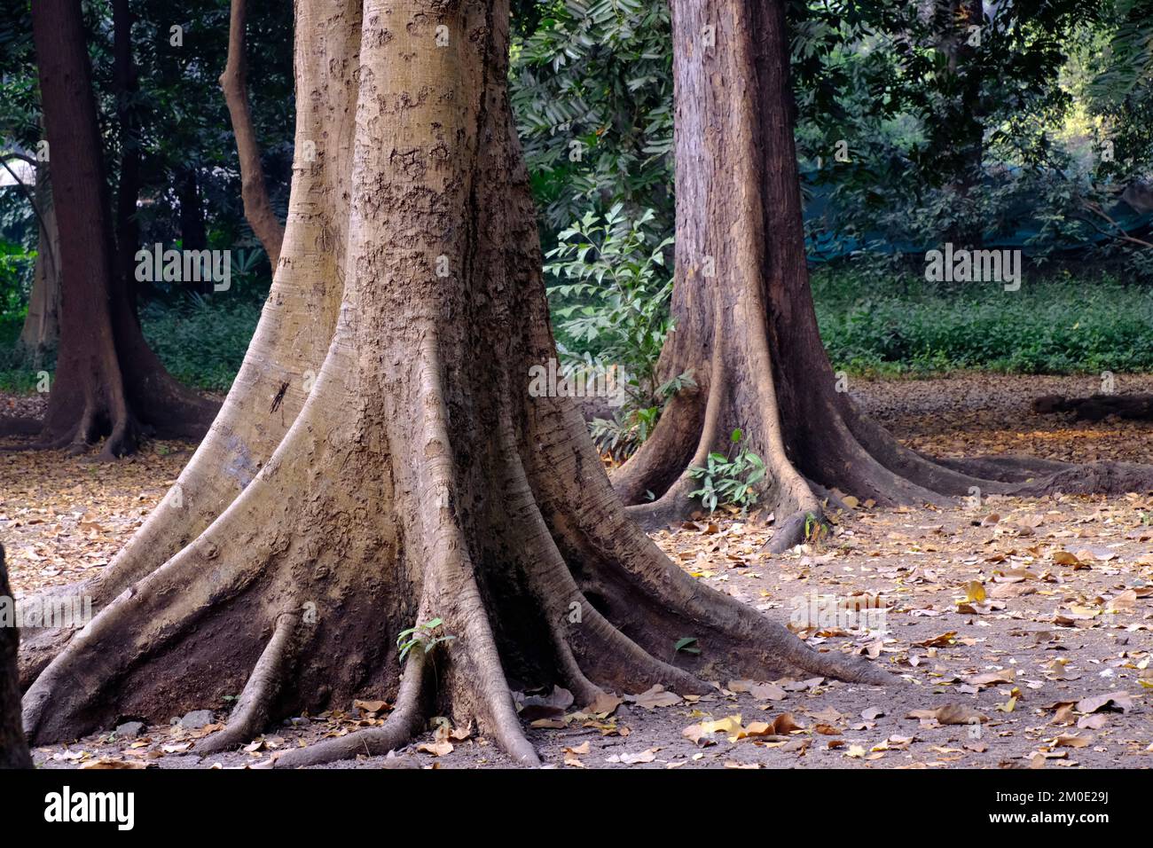 Arbre Inde 3 Lettres