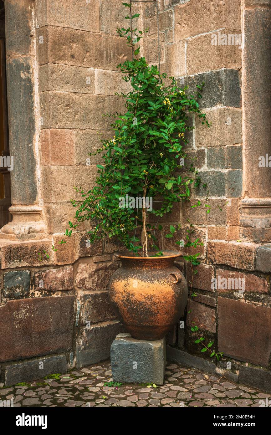 plante verte à l'extérieur dans un vase en céramique ancien Banque D'Images plante verte à l'extérieur dans un vase en céramique ancien Banque D'Images
