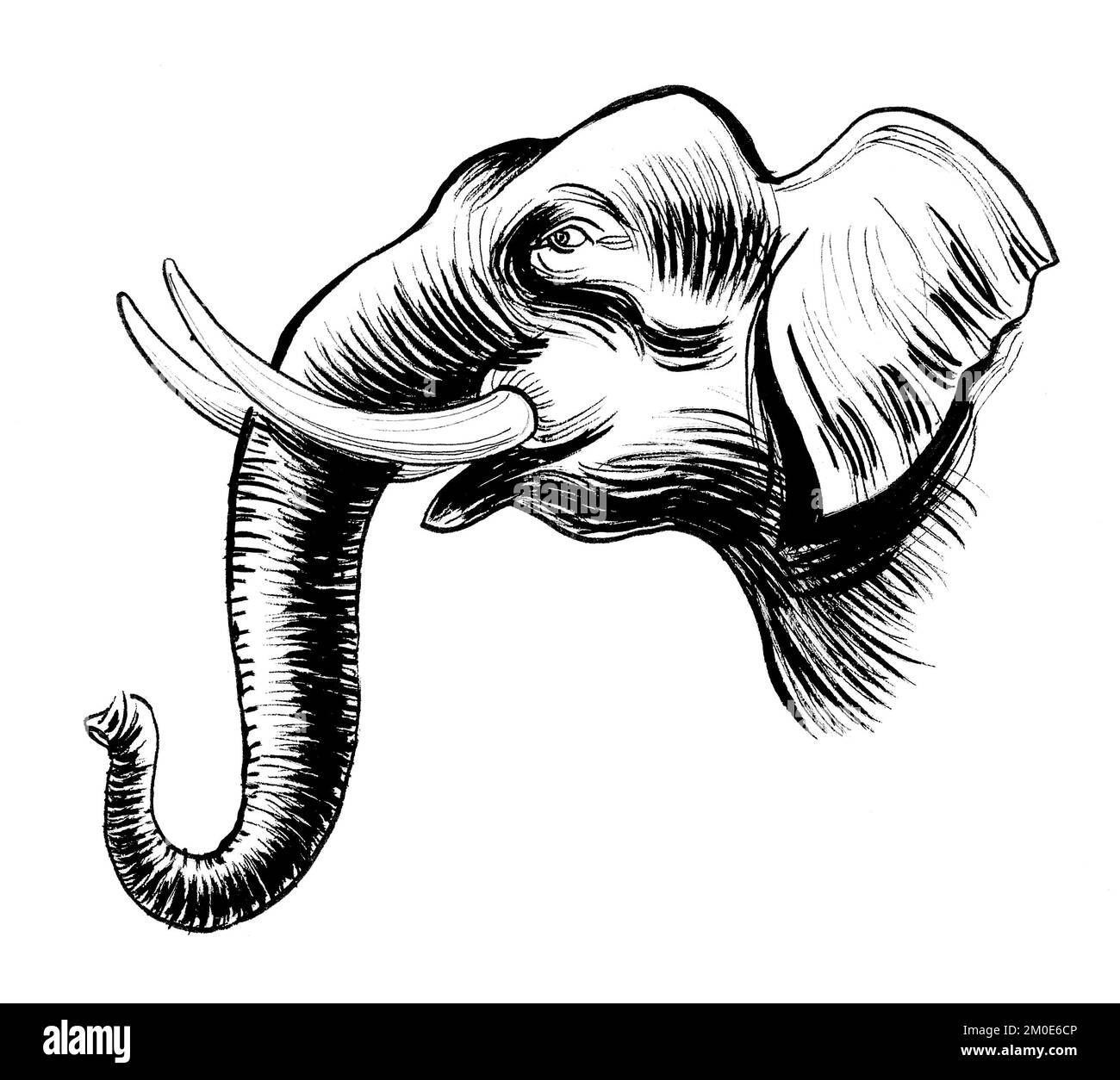 Dessin Elephant Noir Et Blanc Tête d'éléphant.Dessin noir et blanc Photo Stock - Alamy
