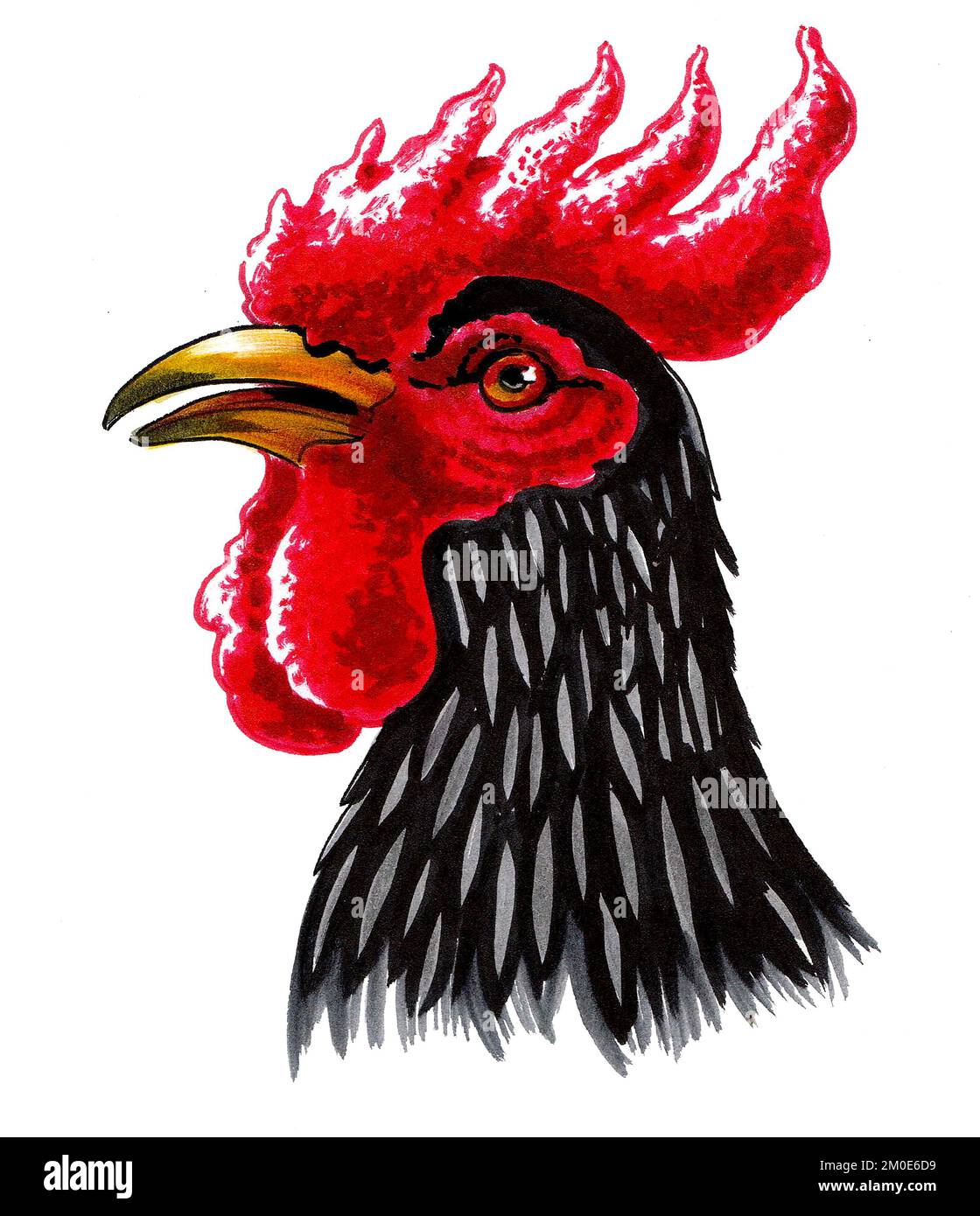 Tête de coq. Dessin à l'encre et aquarelle Banque D'Images
