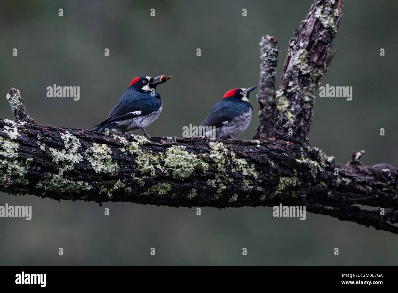 Acorn woodpeckers (Melanerpes formicivorus) du parc national sugarload Ridge dans le comté de Sonoma, en Californie. Banque D'Images
