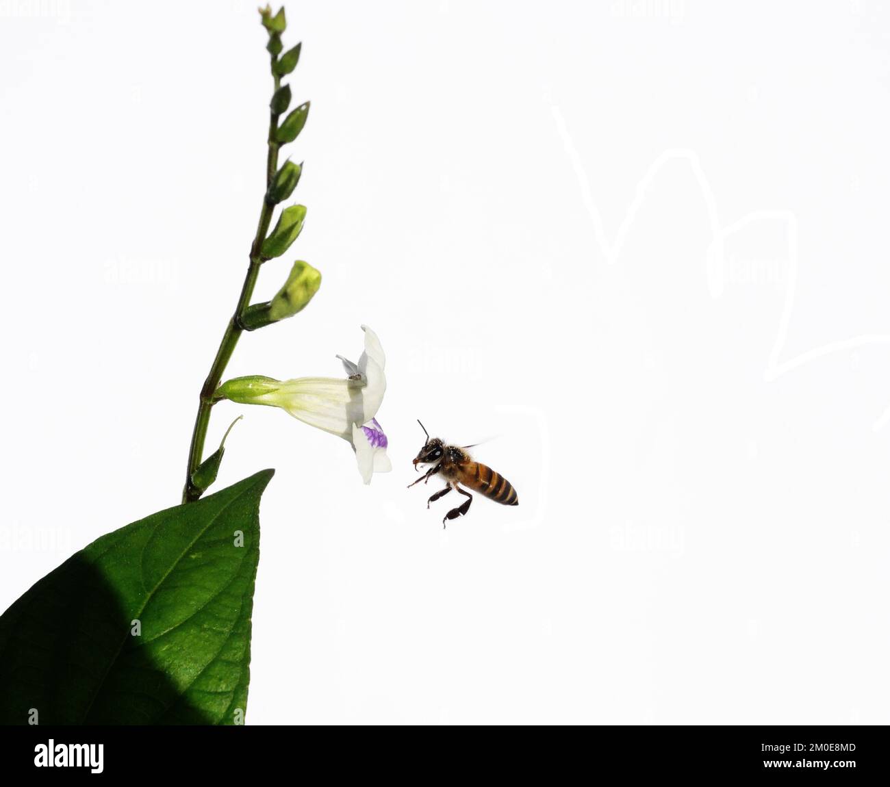 Abeille recherchant le nectar sur le violet chinois blanc ou coromandel ou le renfgant rampant ( Asystasia gangetica ) floraison dans le champ isolé sur blanc Banque D'Images Abeille recherchant le nectar sur le violet chinois blanc ou coromandel ou le renfgant rampant ( Asystasia gangetica ) floraison dans le champ isolé sur blanc Banque D'Images