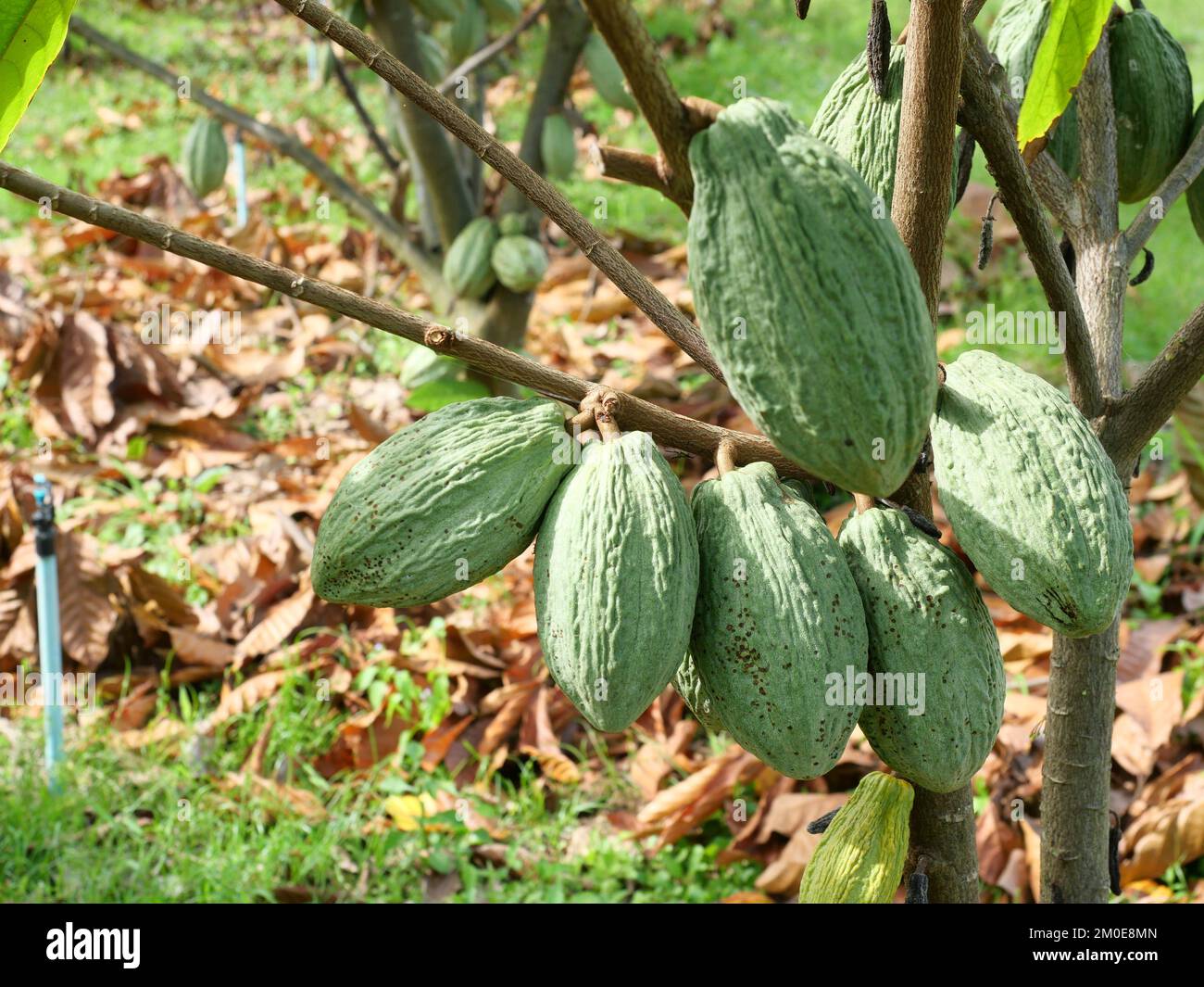 Arbre et le fruit de la gousse de Theobroma cacao accrochent sur branche dans le champ dans les zones agricoles en Thaïlande, plante à la ferme tropicale Banque D'Images