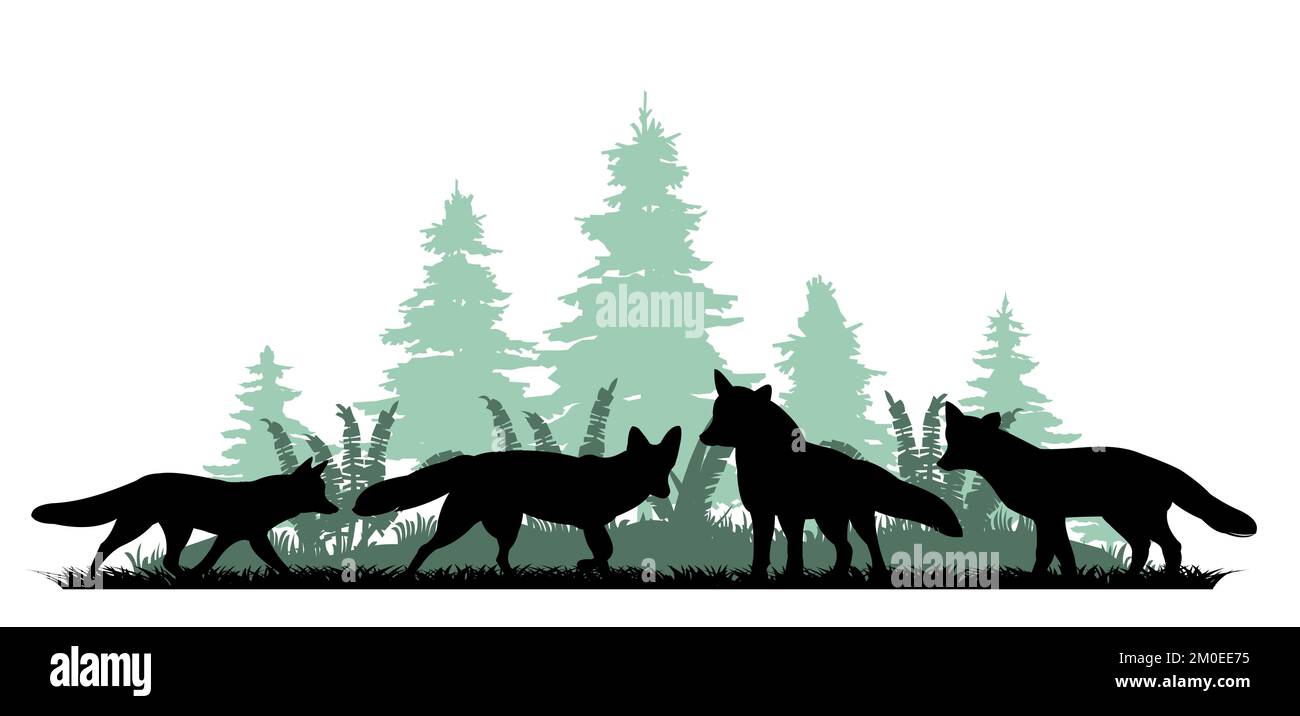 Troupeau de renards au bord de la forêt de conifères. Silhouette d'animal. Photo de la vie sauvage. Isolé sur fond blanc. Vecteur Illustration de Vecteur