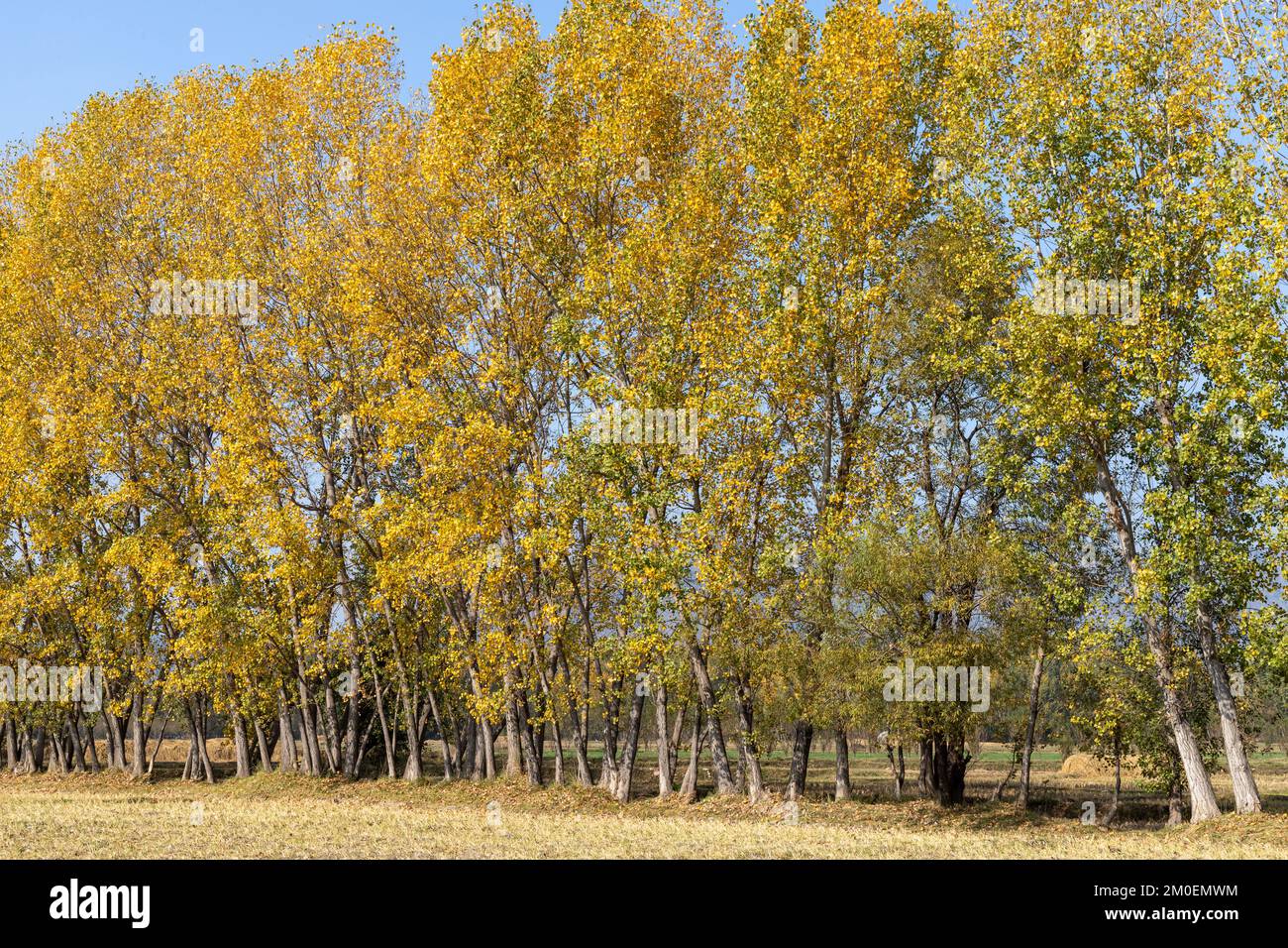 Saison d'automne beau feuillage jaune de peupliers Banque D'Images