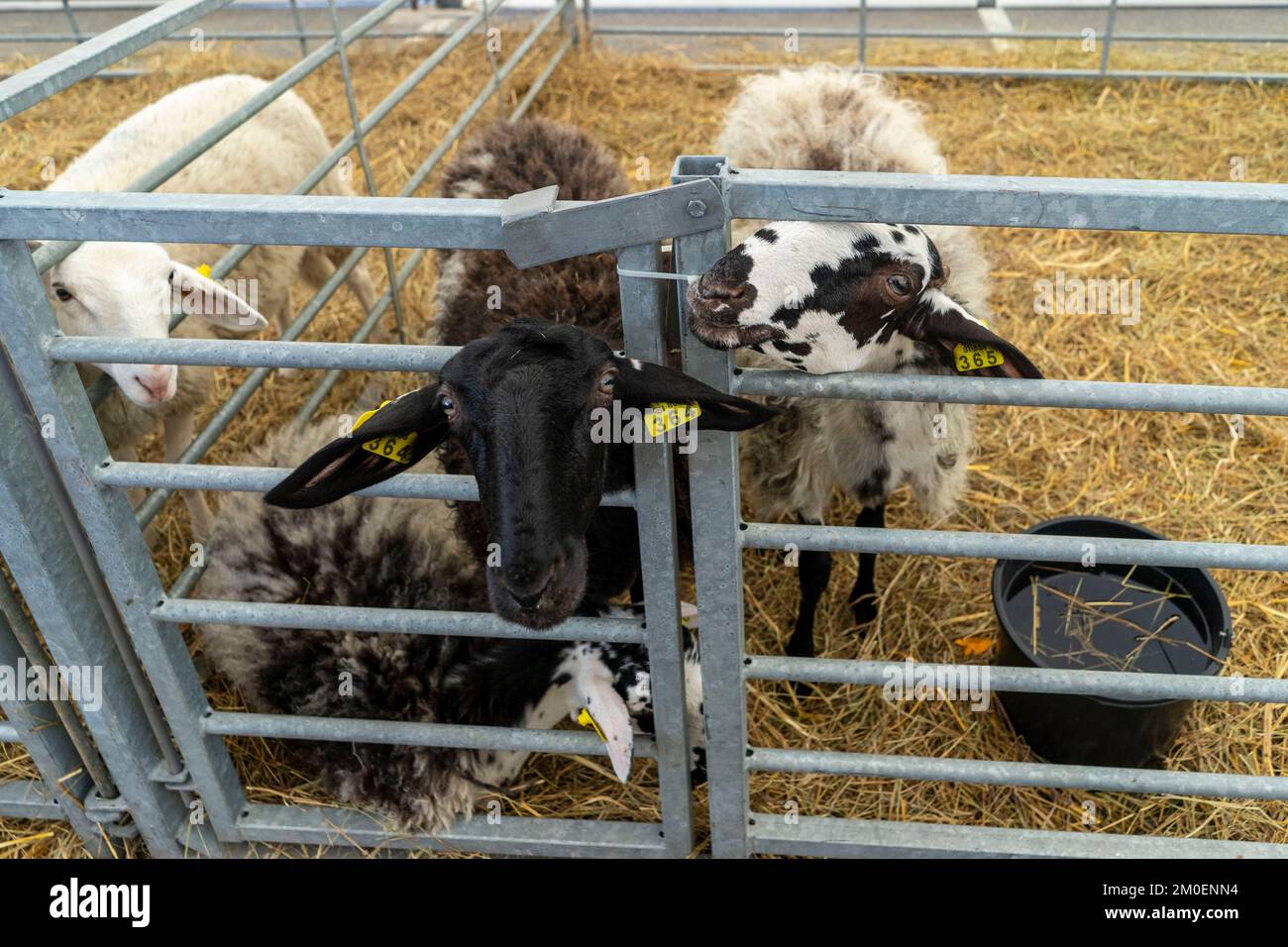 Le mouton regarde la clôture et souhaite lui donner de la nourriture. Banque D'Images