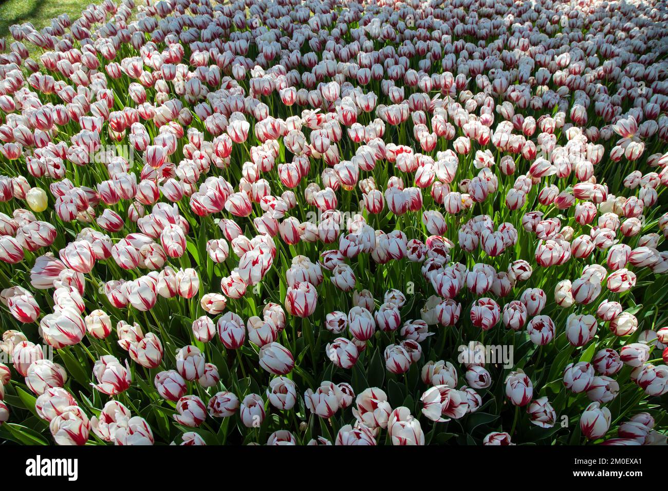 Magnifiques tulipes à motifs blancs et rouges, vue de dessus Banque D'Images