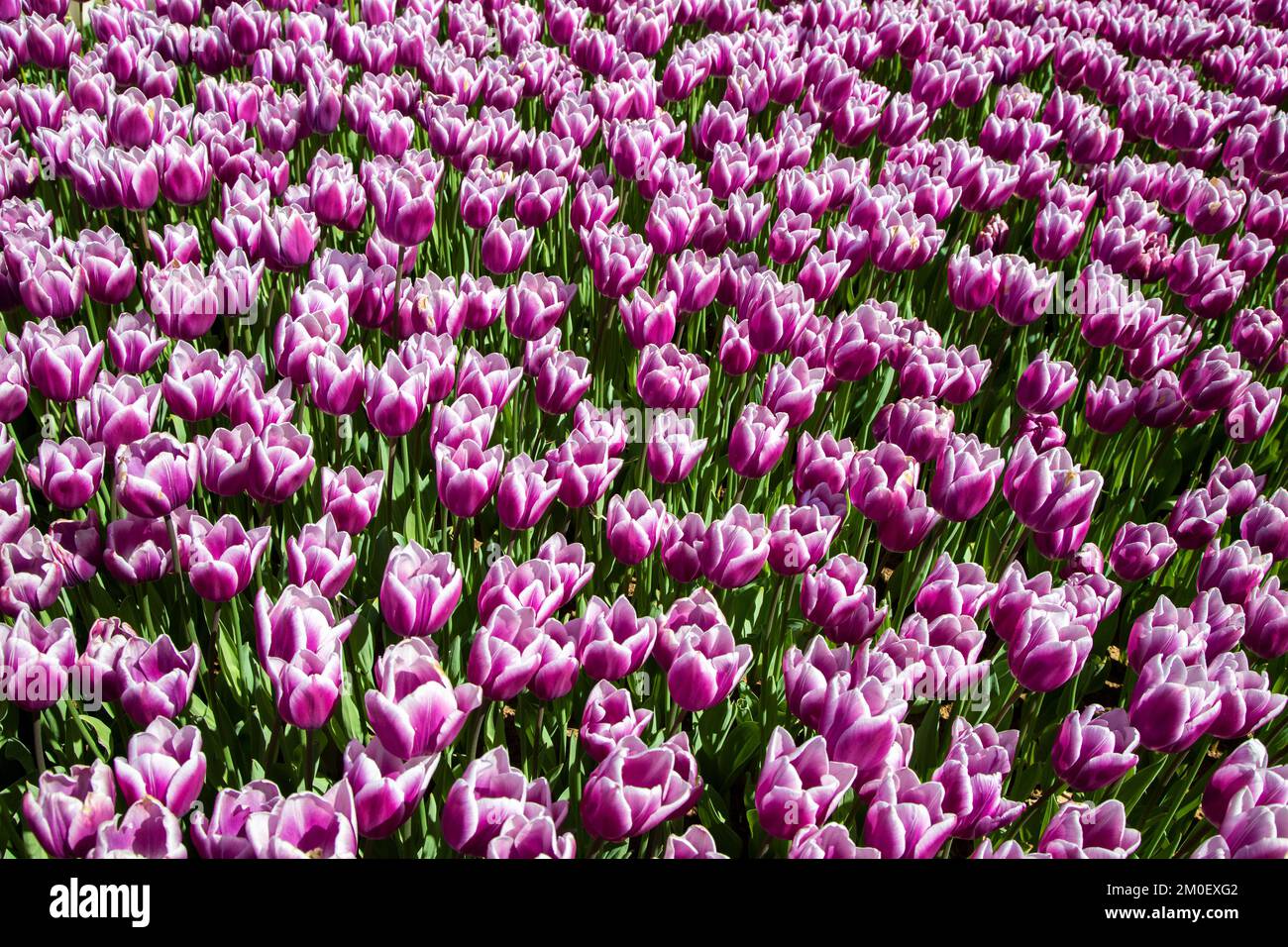 Beaucoup de tulipes violettes dans le jardin Banque D'Images