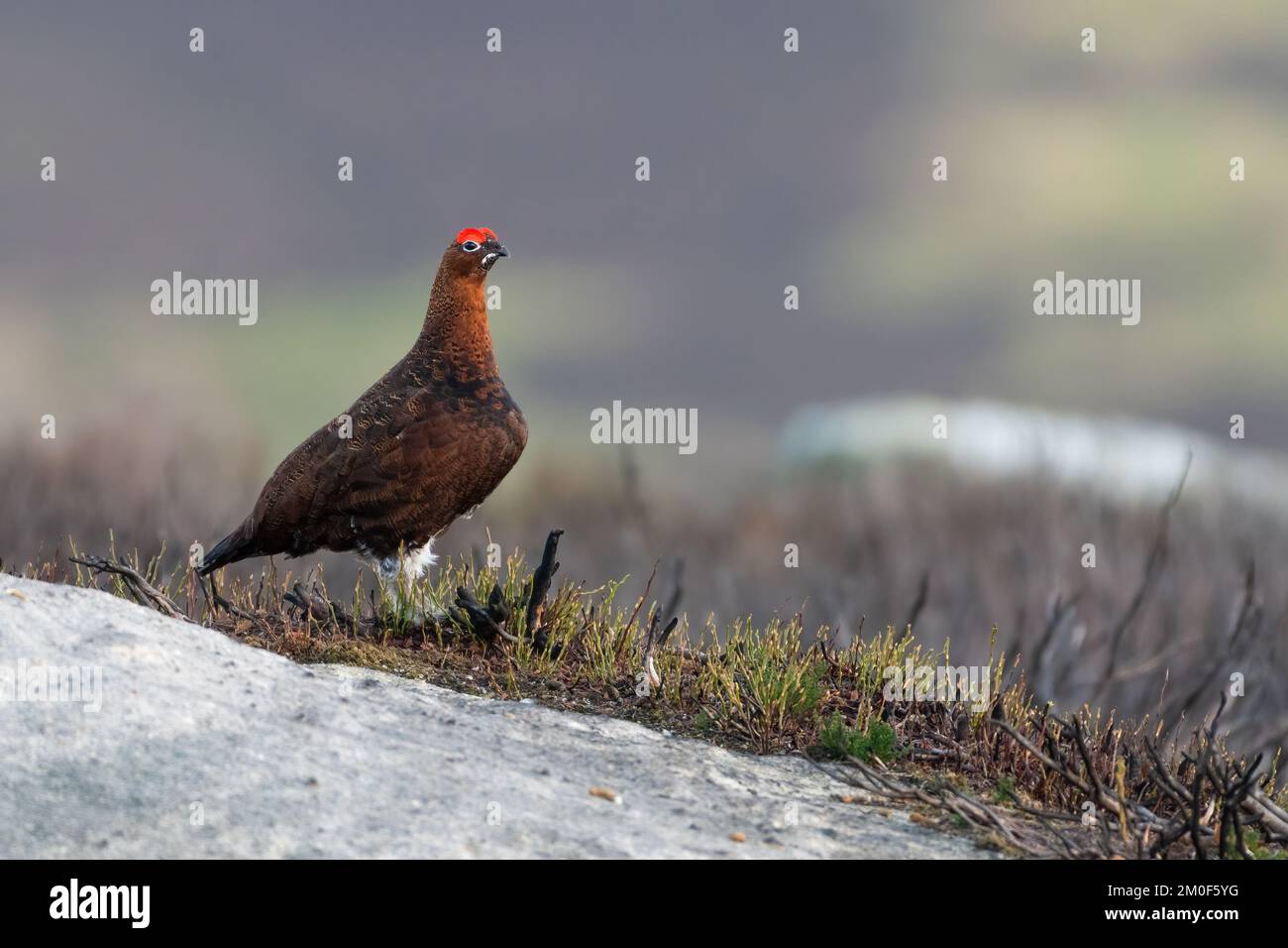 Le tétras rouge mâle (Lagopus lagopus scotica) se trouve dans la bruyère Banque D'Images