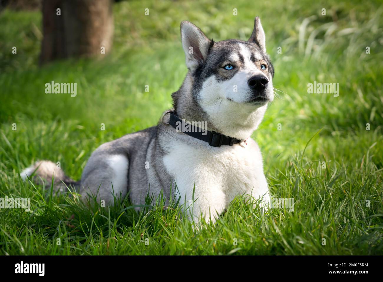Husky sibérien qui se pose sur l'herbe qui renifle l'air dans un parc Banque D'Images