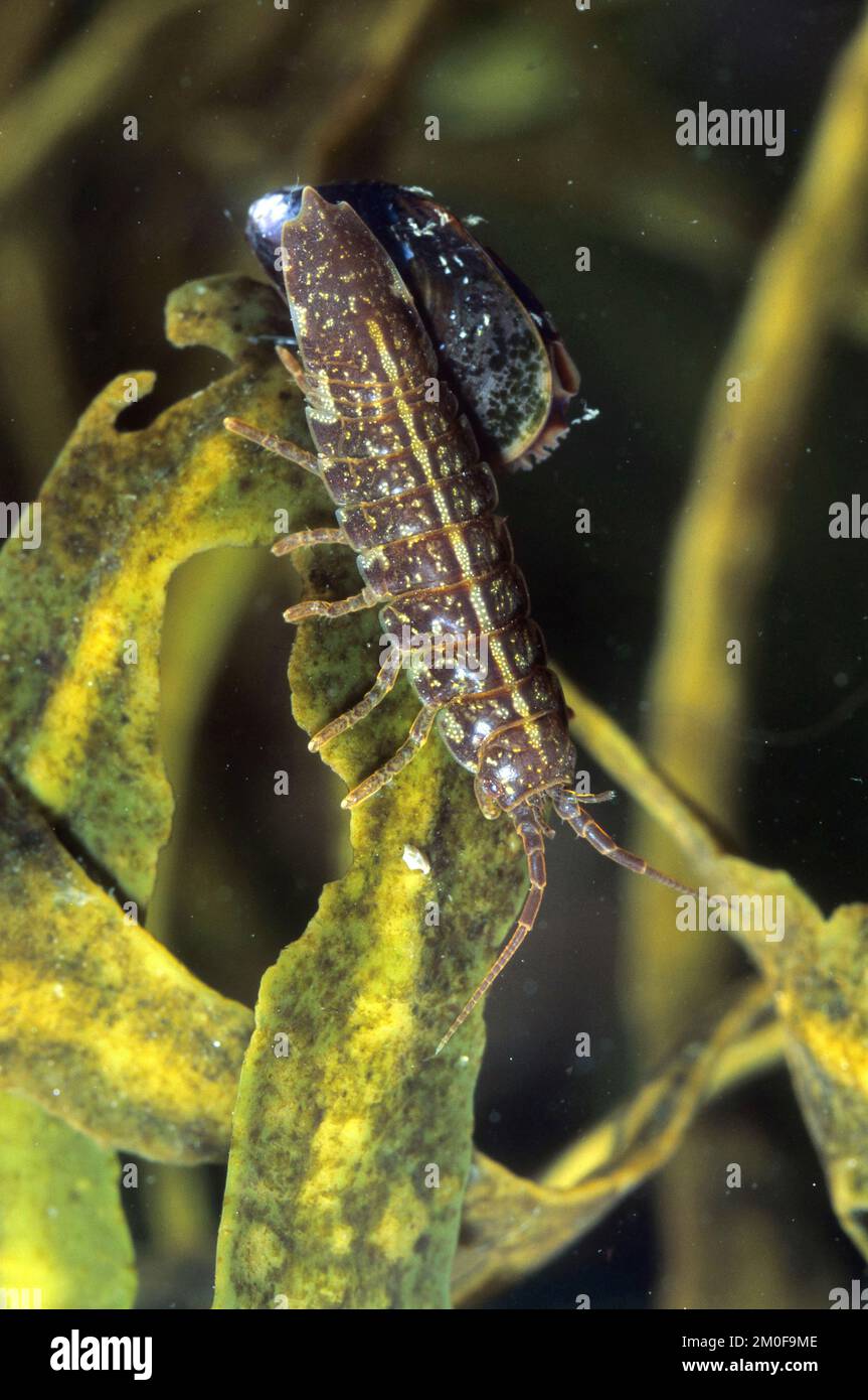 Isopodes baltes, centipede de la mer Baltique (Idotea balthica), sur les algues, Allemagne Banque D'Images