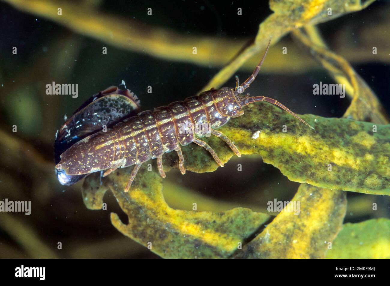 Isopodes baltes, centipede de la mer Baltique (Idotea balthica), sur les algues, Allemagne Banque D'Images