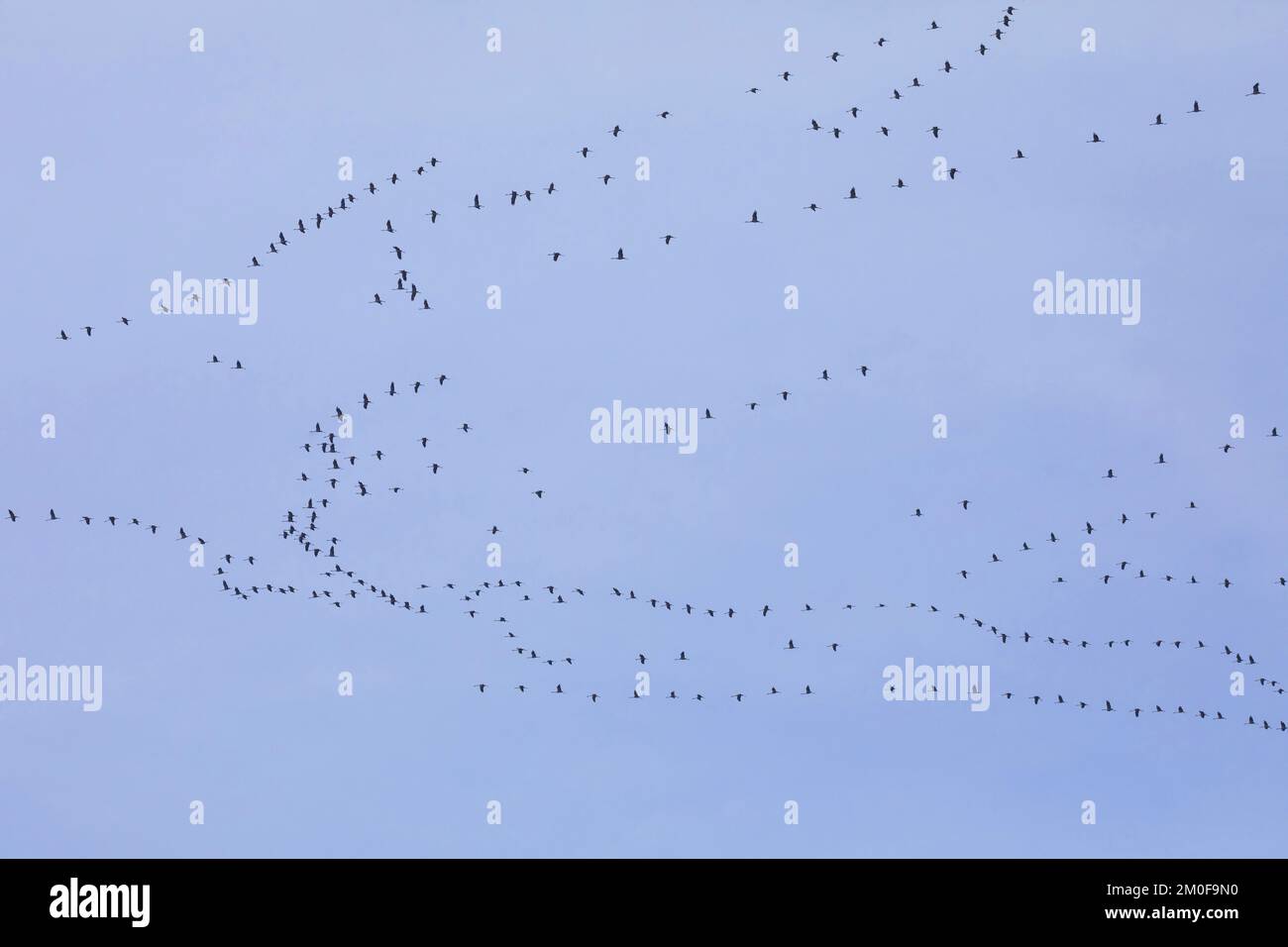 Grue commune, grue eurasienne (Grus grus), troupeau d'oiseaux en vol dans le ciel, migration d'oiseaux, Allemagne Banque D'Images
