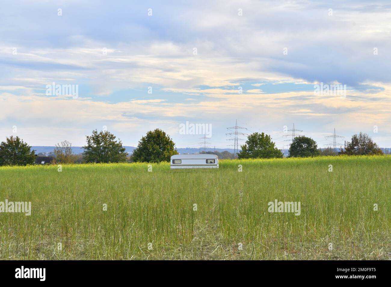 Charlock, moutarde de campagne, moutarde de maïs (Sinapis arvensis), caravane sur un champ de moutarde mangé par des moutons, Allemagne, Rhénanie-du-Nord-Westphalie Banque D'Images