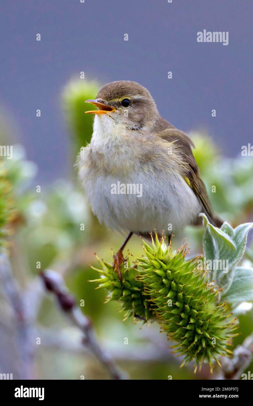 paruline à saule (Phylloscopus trochilus), perche sur un saule et chante, Suède Banque D'Images