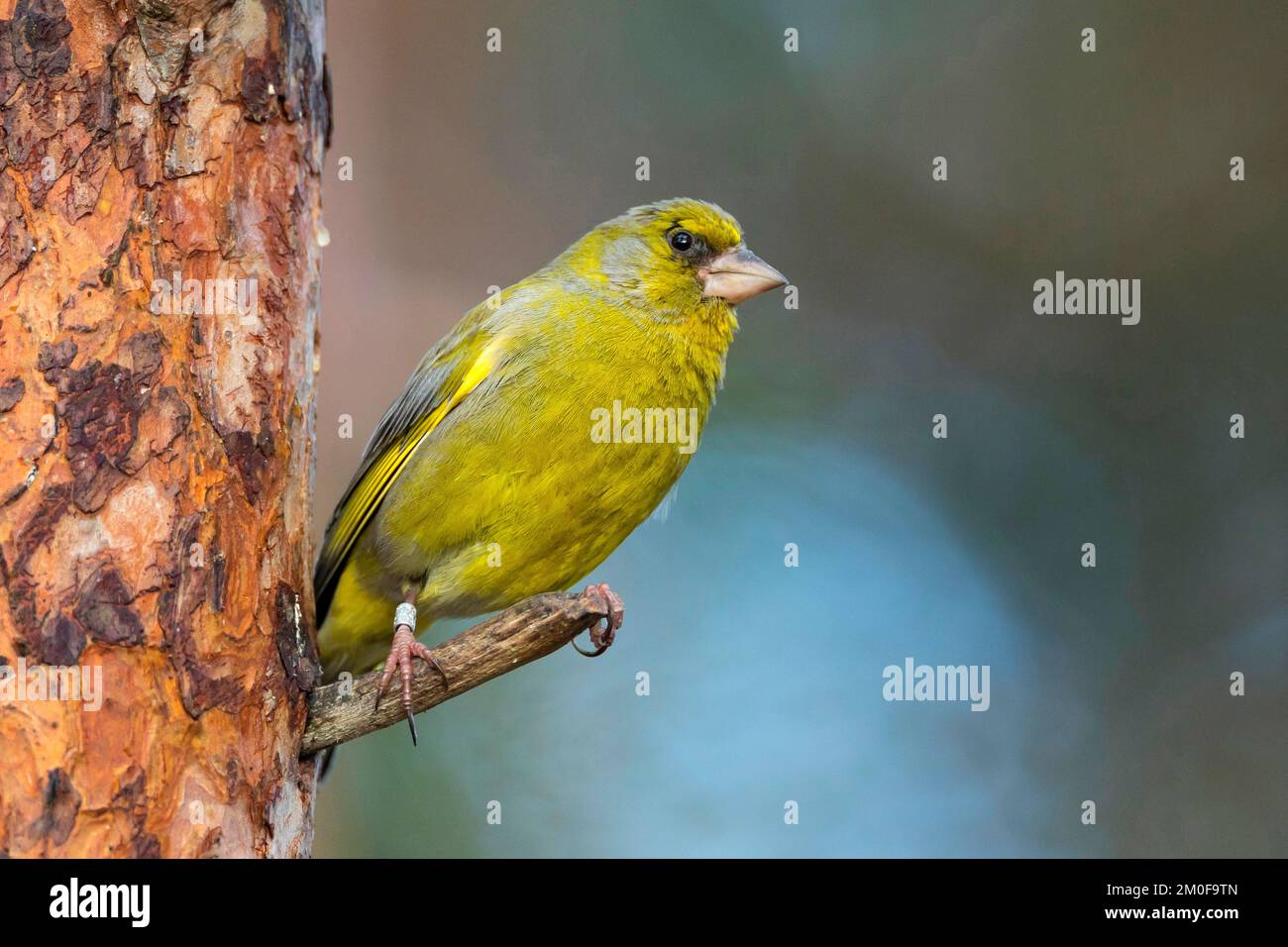 verdfinch occidental (Carduelis chloris, Chloris chloris), perching mâle sur une branche, vue latérale, Suède Banque D'Images