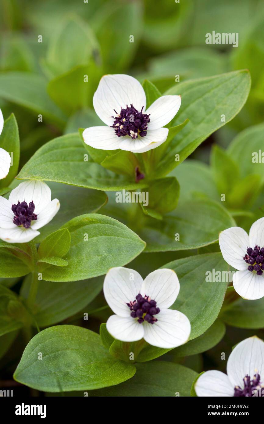 cornel nain, cornouiller (Cornus suecica), floraison, Suède Banque D'Images