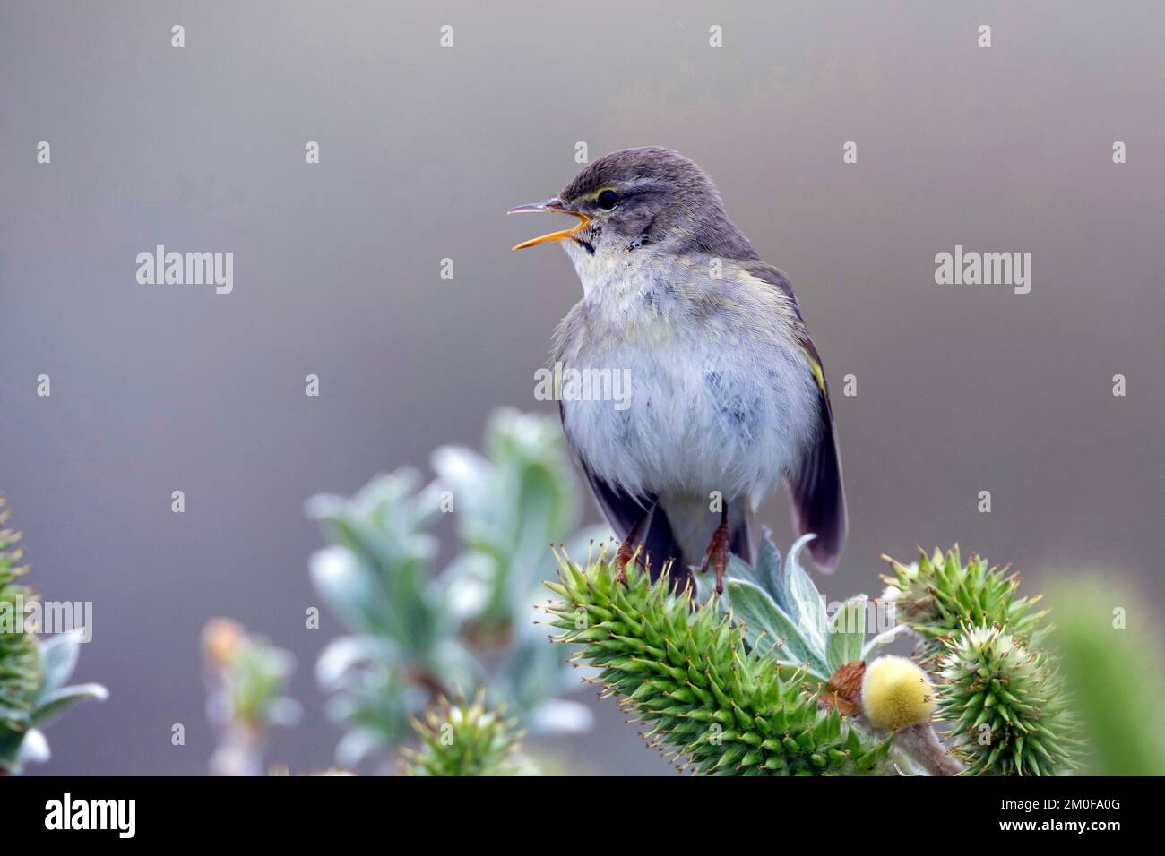 paruline à saule (Phylloscopus trochilus), perche sur un saule et chante, Suède Banque D'Images