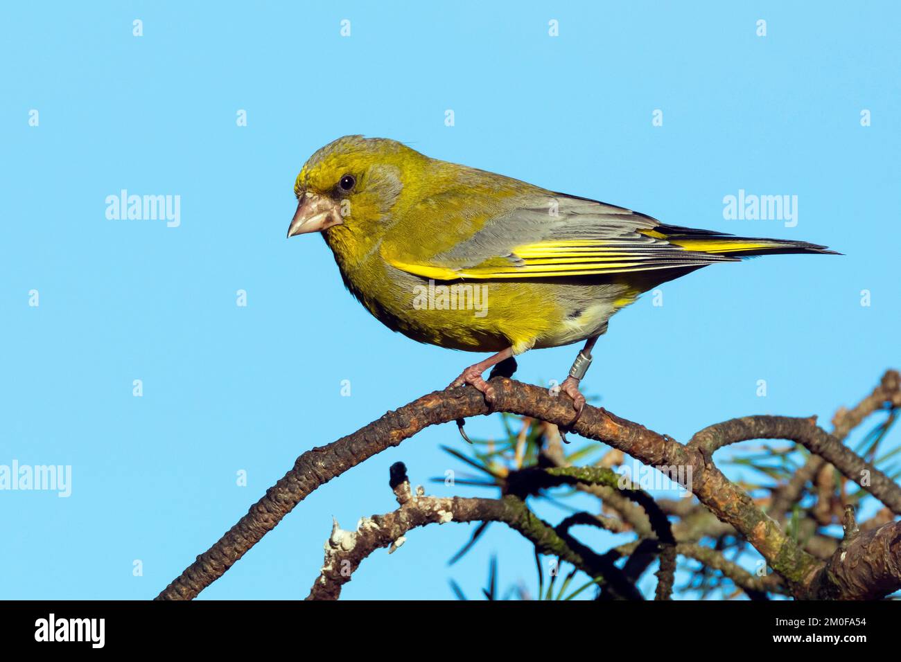 verdfinch occidental (Carduelis chloris, Chloris chloris), perching mâle sur une branche, vue latérale, Suède Banque D'Images