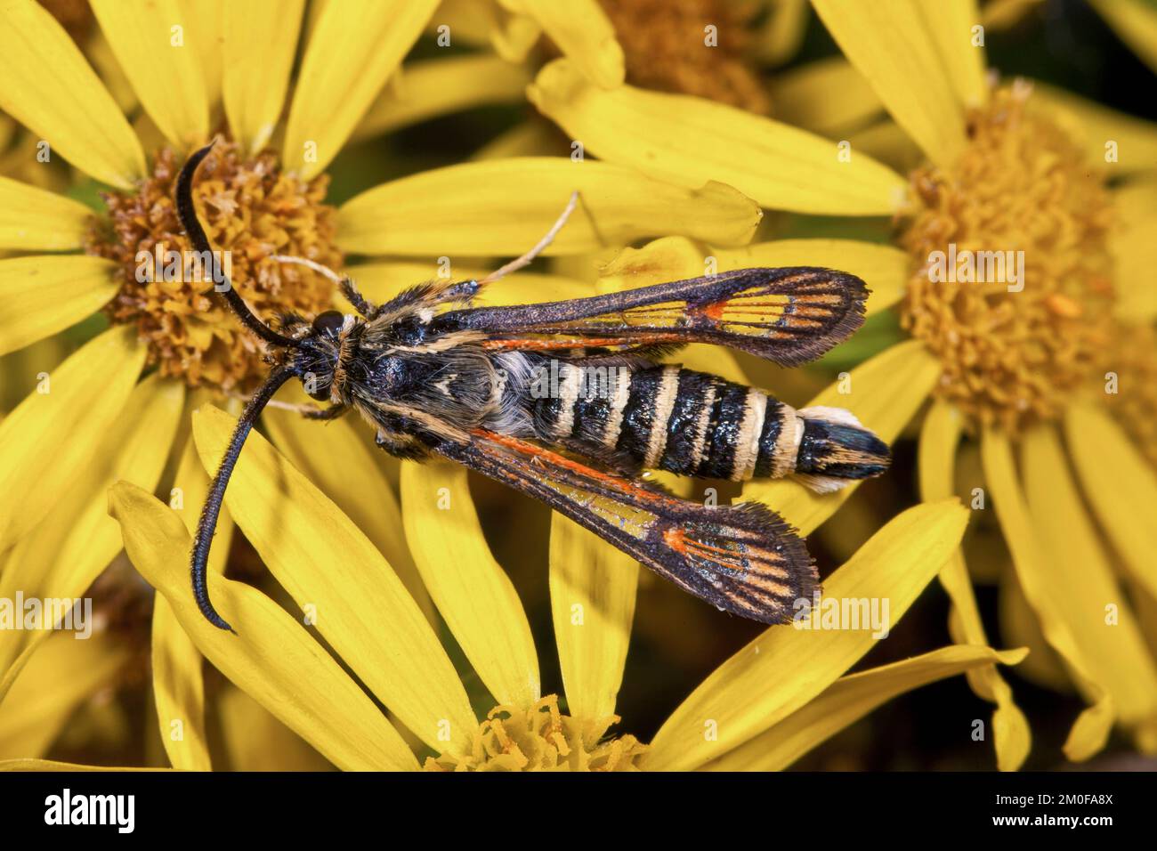 L'aile à six bandes (Bembecia ichneumoniformis, Sesia ichneumoniiformes, Dipsosphecia ichneumoniformis), se trouve sur une fleur, en Allemagne Banque D'Images