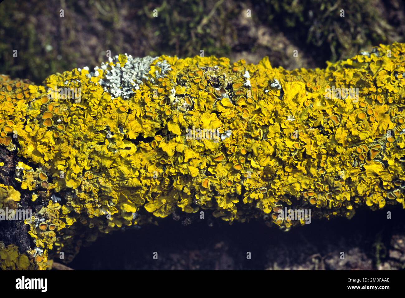 Lichen orange commun, échelle jaune, lichen solaire maritime, lichen Shore, lichen bouclier doré (Xanthoria parietina, Parmelia parietina), sur a Banque D'Images