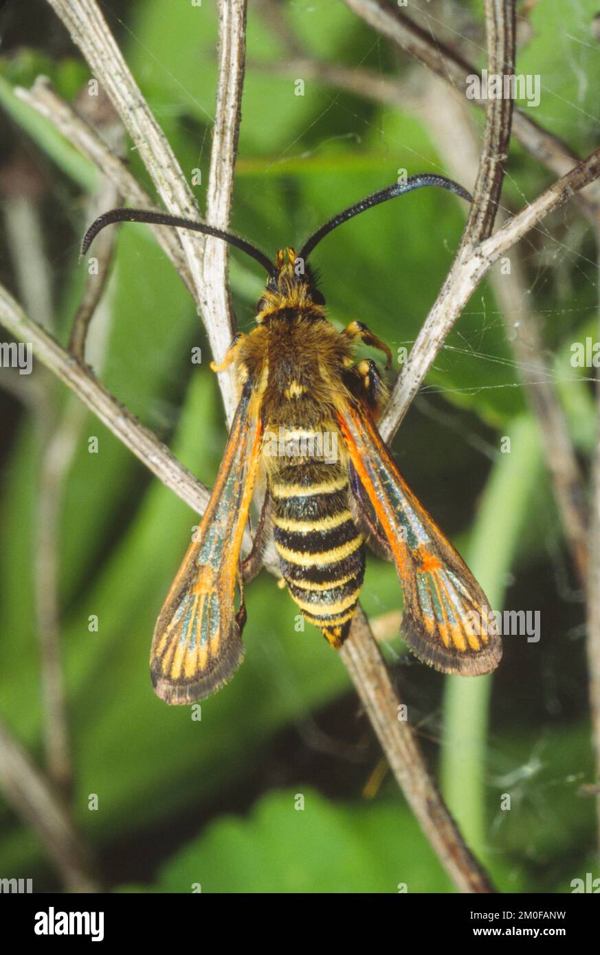 L'aile à six bandes (Bembecia ichneumoniformis, Sesia ichneumoniiformes, Dipsosphecia ichneumoniformis), se trouve sur une tige, en Allemagne Banque D'Images