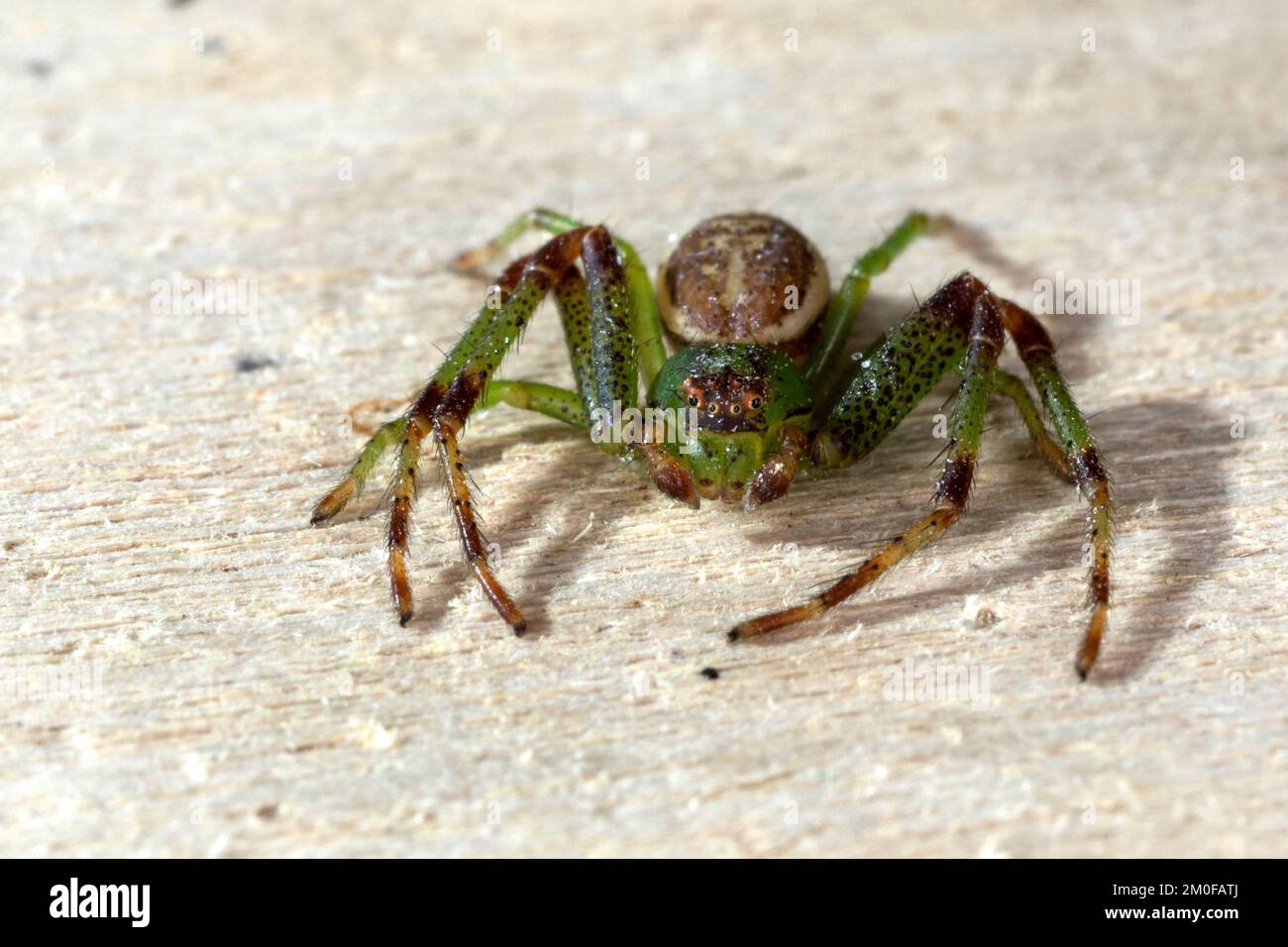 Araignée de crabe vert, araignée de crabe (Diaea dorsata), sur bois, vue de face, Allemagne Banque D'Images