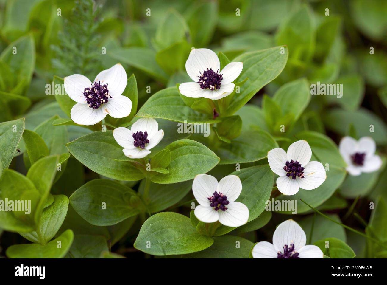 cornel nain, cornouiller (Cornus suecica), floraison, Suède Banque D'Images
