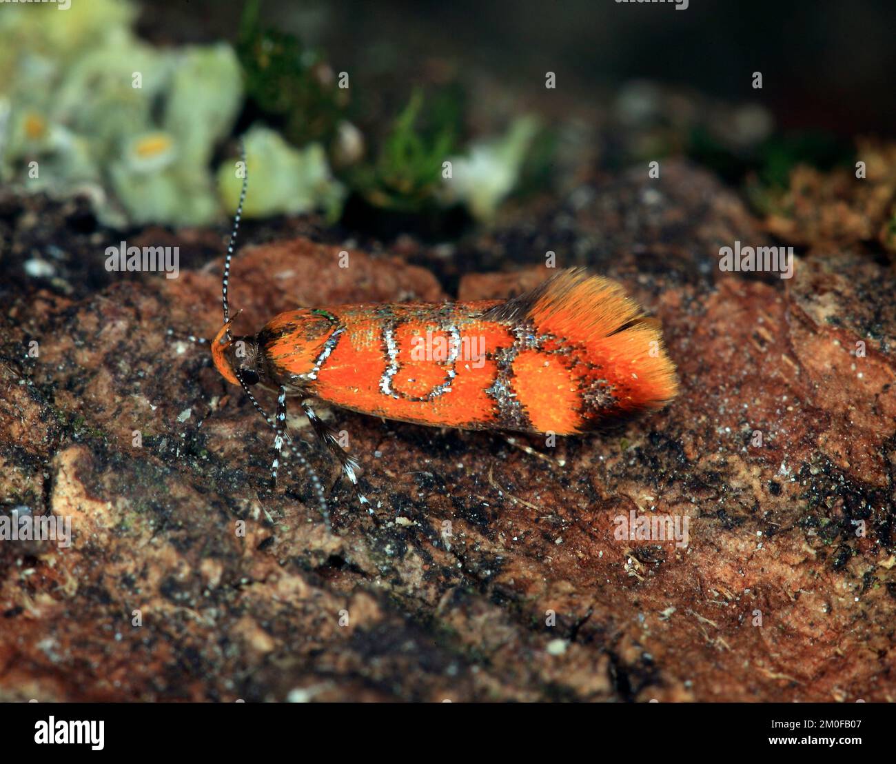 Le papillon des cache-papillons (Promalactis procerella, Bisigna procerella), est situé sur l'écorce, en Allemagne Banque D'Images