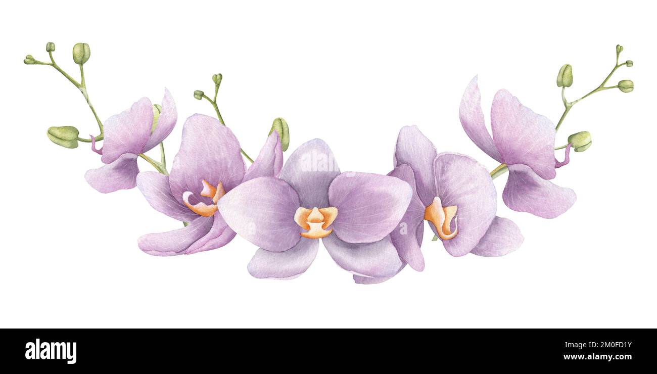 Couronne d'aquarelle avec fleurs d'orchidées roses. Illustration florale dessinée à la main avec des plantes tropicales exotiques pour des invitations de mariage ou des cartes de vœux. Dessin botanique sur fond isolé. Banque D'Images