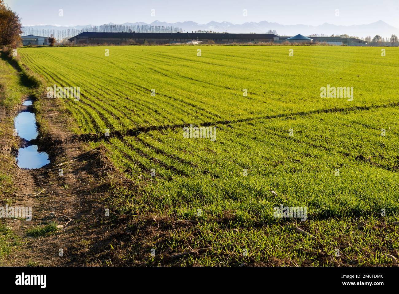 Pousses vertes de blé en automne dans un champ de la vallée du po, Piémont, Italie Banque D'Images